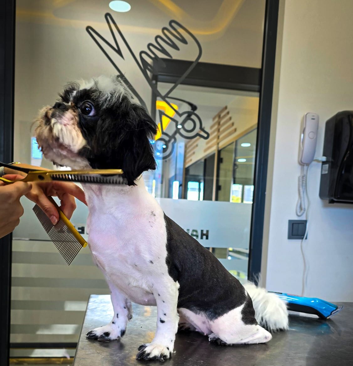 Şile Pet Kuaför Hizmetleri: Kedi ve Köpek Tıraşı İçin Doğru Adres